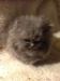 Beautiful Persian kittens - Sale