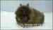 Top Quality Lionhead Baby rabbits - Sale