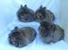 Top Quality Lionhead Baby rabbits - Sale