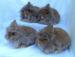 Top Quality Lionhead Baby rabbits - Sale