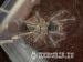 Theraphosa stirmi ( Guyana Goliath Birdeater) - Sale