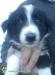 Border Collie Puppies - Sale