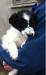 Border Collie Puppies - Sale