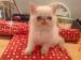 Pedigree exotic cream colour point Kitten - Sale