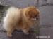 Německý špic v typu pomeranian - Prodej