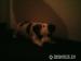 Šteniatka jack russela teriéra - Predaj