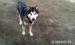 alaskan malamute do adopcji - Podarunek