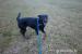 Beaucerona k adopci - Darování