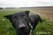 Beaucerona k adopci - Darování