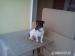 Jack russel terier na krytie - Predaj