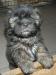 Lhasa apso s PP - Predaj