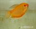 akvarijne rybicky z chovni - Predaj