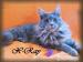 Mainský mývalí modré koťátko s PP-kocourek - Prodej