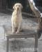 7 leta fenka Labradorského retrievera s PP - Darování