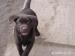 Labradorský retriever - Prodej
