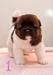 Pejsek Americká akita / Akita inu - Koupě