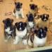 Pejsek Americká akita / Akita inu - Koupě