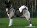 Pejsek Americká akita / Akita inu - Koupě