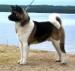 Pejsek Americká akita / Akita inu - Koupě