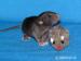 Potkaní miminka s VP - Prodej