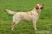 Labrador retriever - štěńata s PP - Prodej