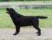 Labrador retriever - štěńata s PP - Prodej