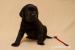 Labrador retriever - štěńata s PP - Prodej