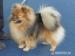 Pomeranian - Německý špic - Prodej