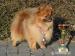 Pomeranian - Německý špic - Prodej