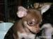 chihuahua - Verkauf