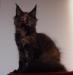 Maine Coon luxusní kočička s PP na chov a výstavy - Prodej