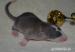 Potkaní miminka hledají nové domovy - Prodej