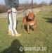 XXL American pitbull terrier fedez! - Eladás