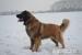 Leonberger šteniatka s PP - Predaj