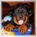 Beauceron(boseron)- šteniatka s PP - Predaj