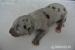 Louisiánský Leopardí Pes Catahoula - Prodej