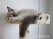 Kocourek ragdoll s PP. - Prodej