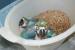 Ručne dokŕmené mláďatá ara ararauna - Predaj
