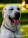 Nabízím psa ke krytí (labradorský retriever) - Prodej