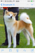 Šteniatka s PP Akita inu - Predaj