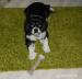 Na krytie Cavalier King Charles Španiel - Výmena