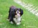 Na krytie Cavalier King Charles Španiel - Výmena