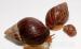 Achatina Immaculata - Prodej