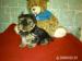 Yorkshire terrier šteniatá s PP - Predaj