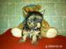 Yorkshire terrier šteniatá s PP - Predaj
