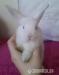 Zakrslí králíčci, mamka beránek - Prodej