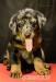 Beauceron harlekýn - štěňátka s PP - Prodej