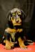 Beauceron harlekýn - štěňátka s PP - Prodej