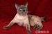 Mekong Bobtail - Prodej