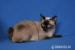 Mekong Bobtail - Prodej